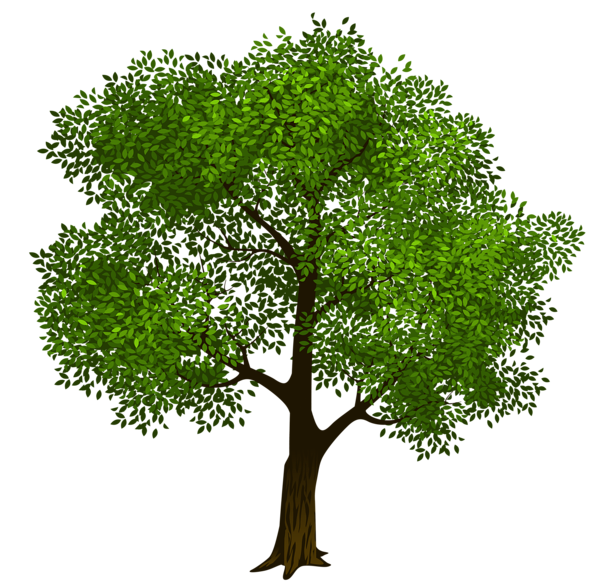 600x588 Elm Tree Png Transparent Library Png Files, Free Clip Art Download