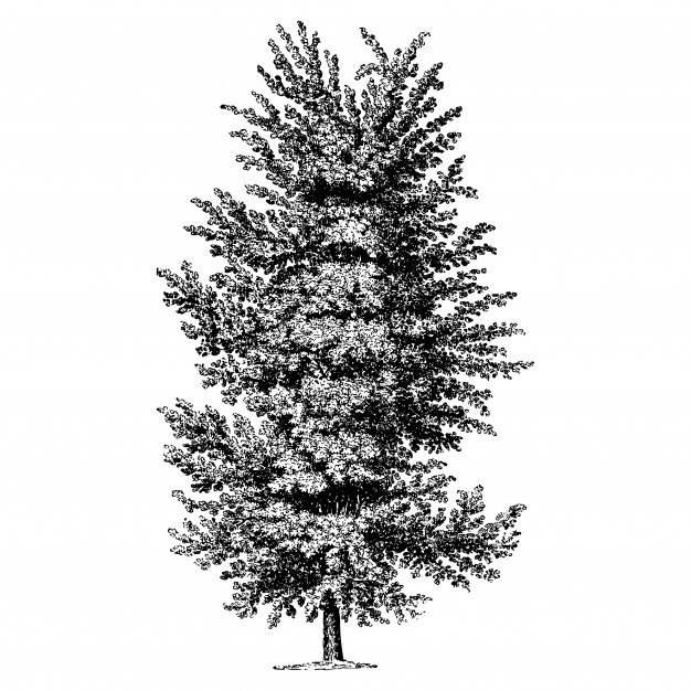 626x626 Elm Tree Vintage Illustrations Vector Premium Download