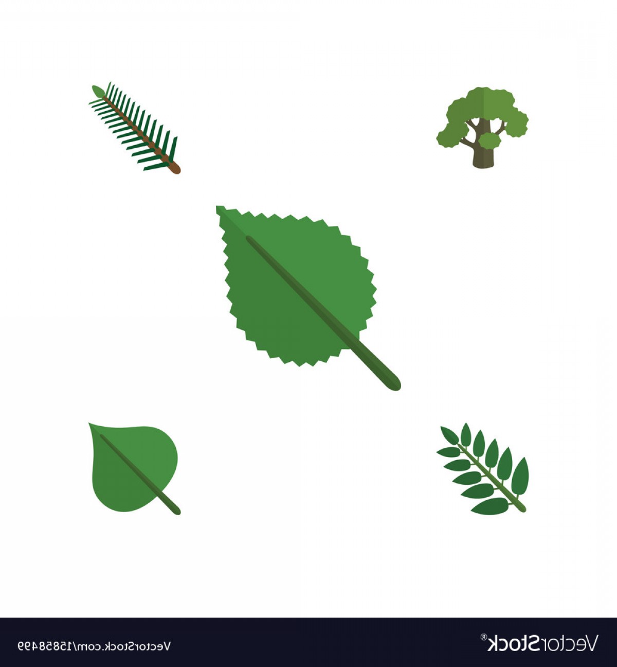 1200x1296 Flat Icon Natural Set Of Linden Tree Hickory And Vector Hoodamathrun