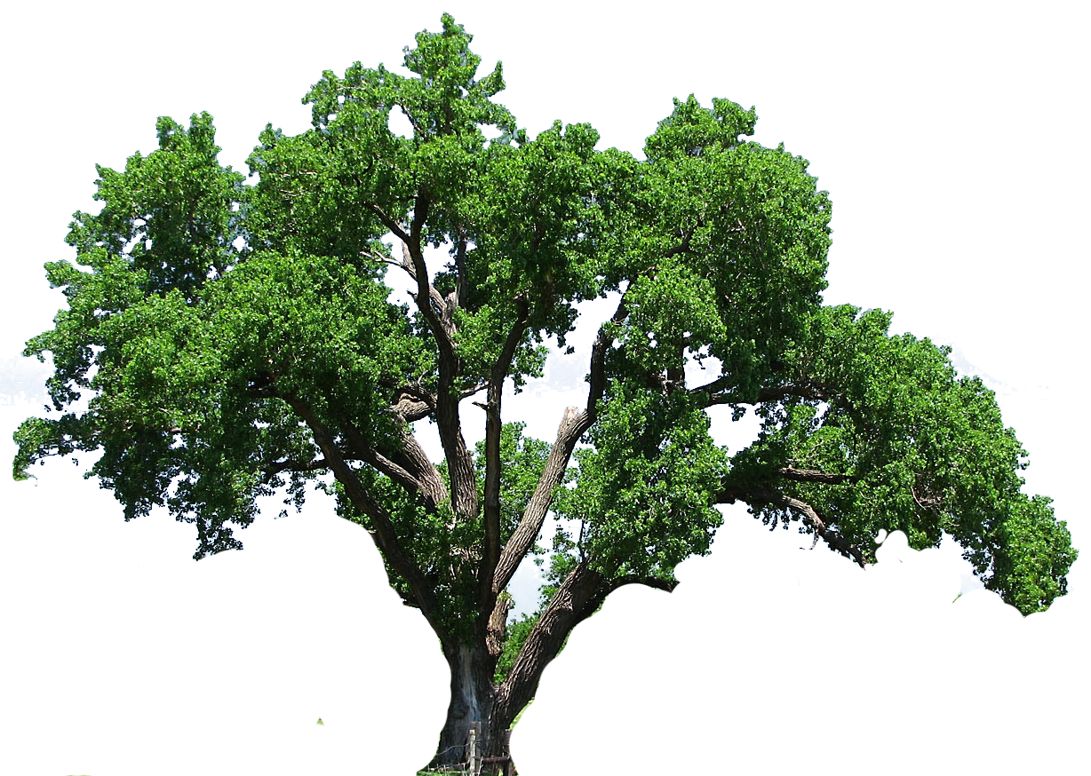 1228x874 Huge Collection Of 'elm Tree Clipart' Download More Than