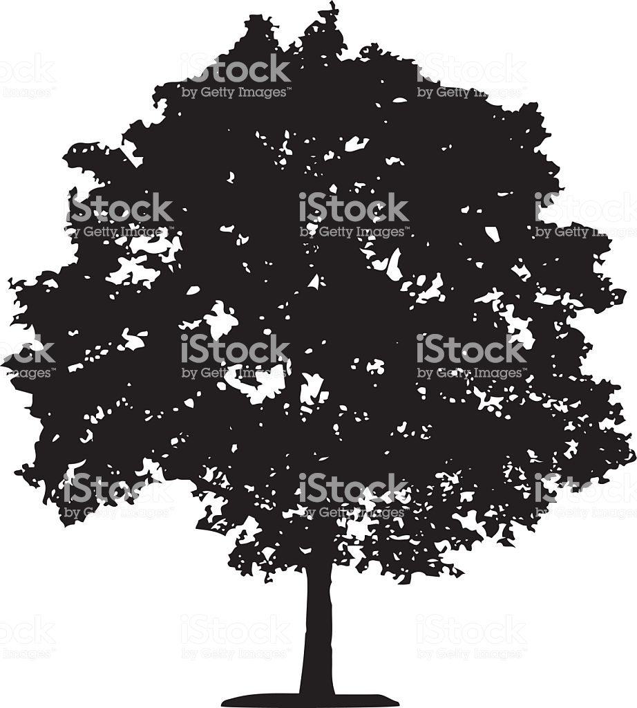922x1024 Huge Collection Of 'elm Tree Silhouette' Download More Than