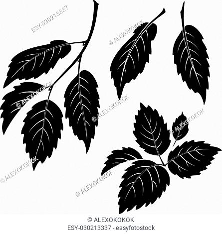 445x470 Isolated Elm Tree Stock Photos And Images Age Fotostock