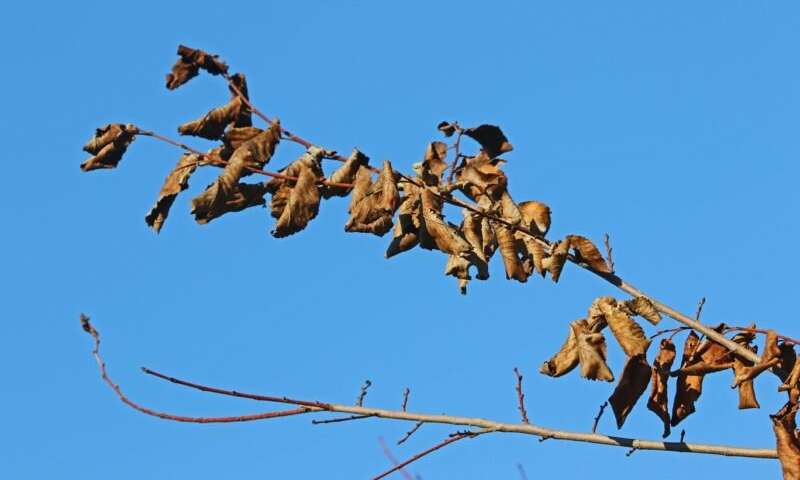 800x480 Novel Insect Vectors And Host Trees Harbor Dutch Elm Disease