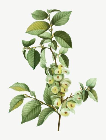 373x490 The Field Elm Vector