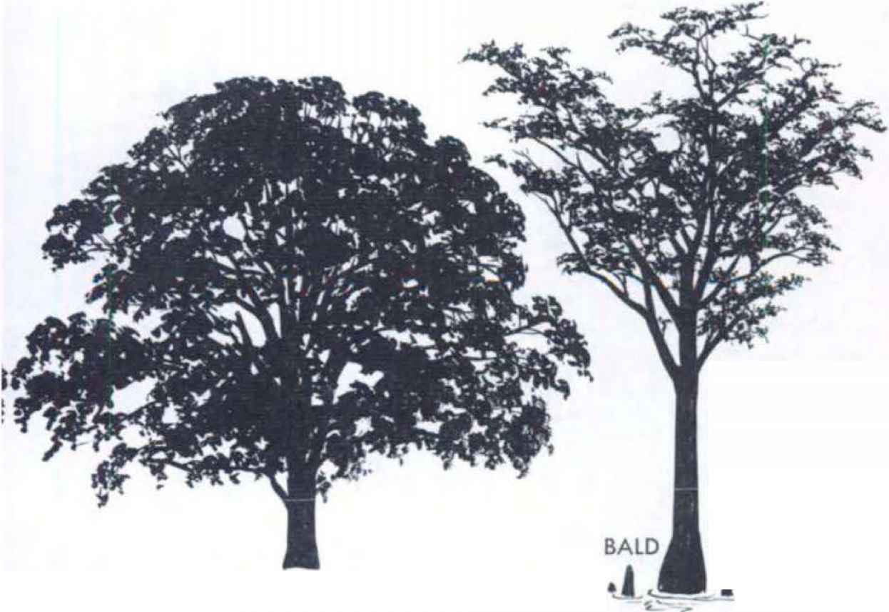 1246x857 Tree Silhouettes