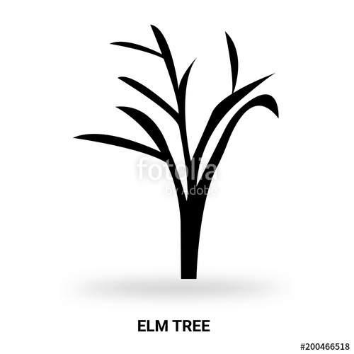 500x500 Elm Tree Silhouette Isolated On White Background Stock Image