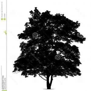 Elm Tree Vector at Vectorified.com | Collection of Elm Tree Vector free ...