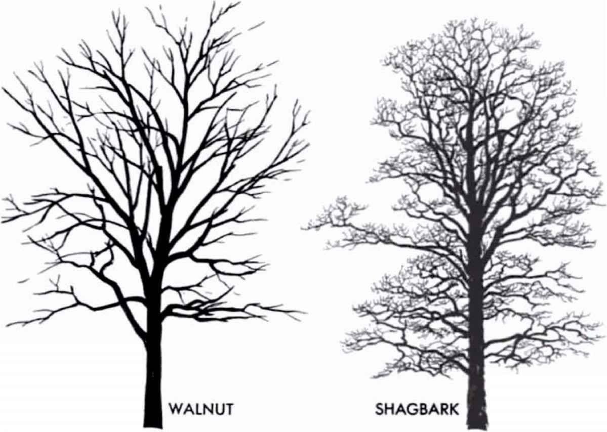 1199x854 Collection Of 'elm Tree Drawing' Download More Than Images