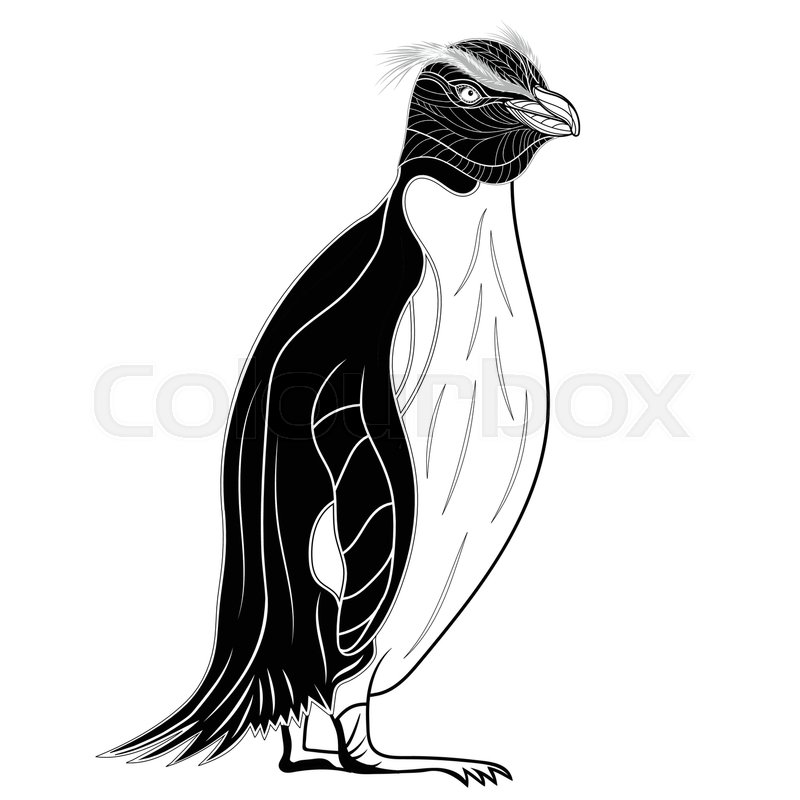 800x800 Penguin Emperor Bird Head As Symbol Stock Vector Colourbox