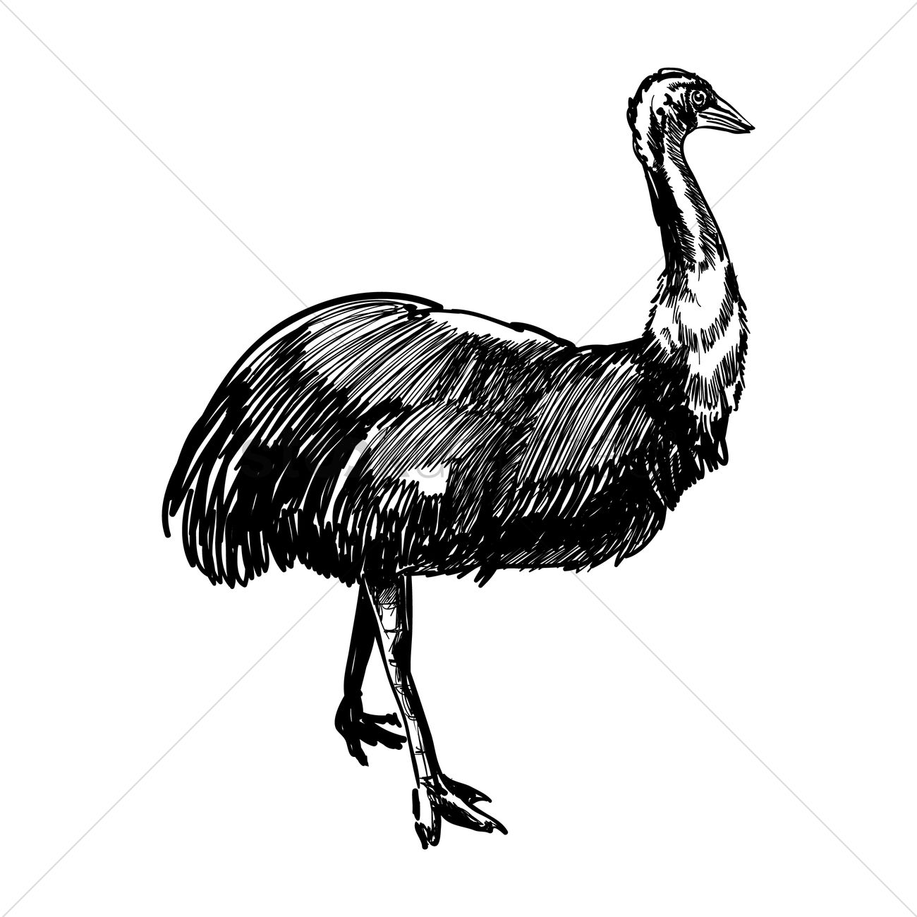 1300x1300 Emu Vector Image