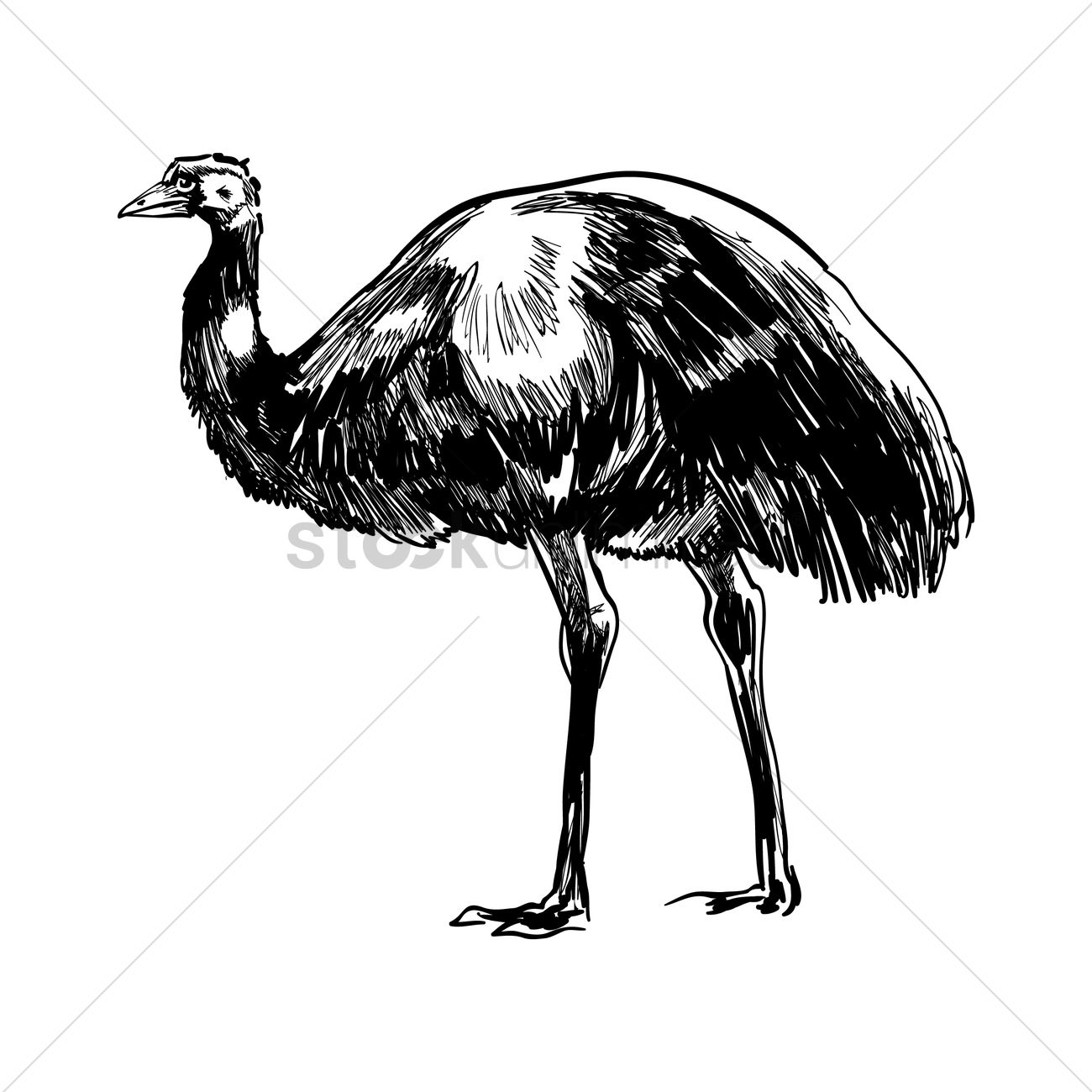 1300x1300 Emu Vector Image