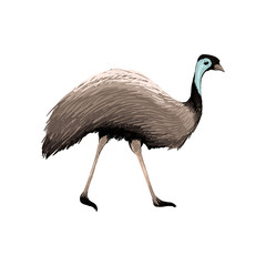 240x240 Emu Vector Photos, Royalty Free Images, Graphics, Vectors Videos