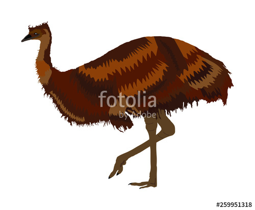 500x412 Emu Bird Vector Illustration Isolated On White Background Animal