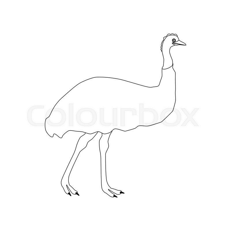 800x800 Ostrich Emu Outline On The White Stock Vector Colourbox
