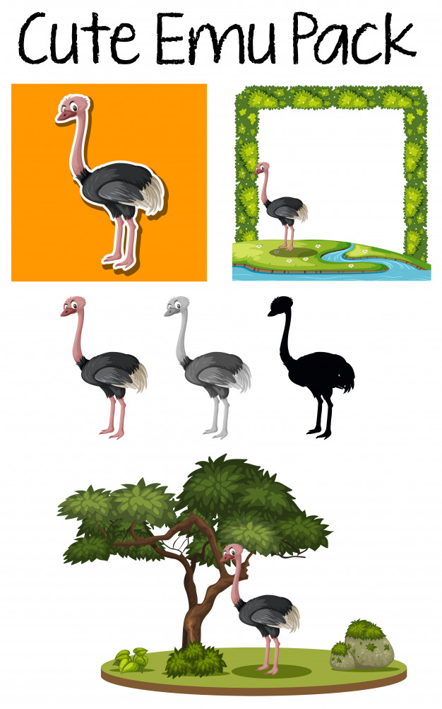 626x1003 Pack Of Cute Emu Vector Premium Download
