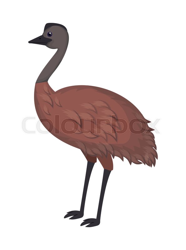 596x800 Wild Emu Australian Bird Vector Stock Vector Colourbox