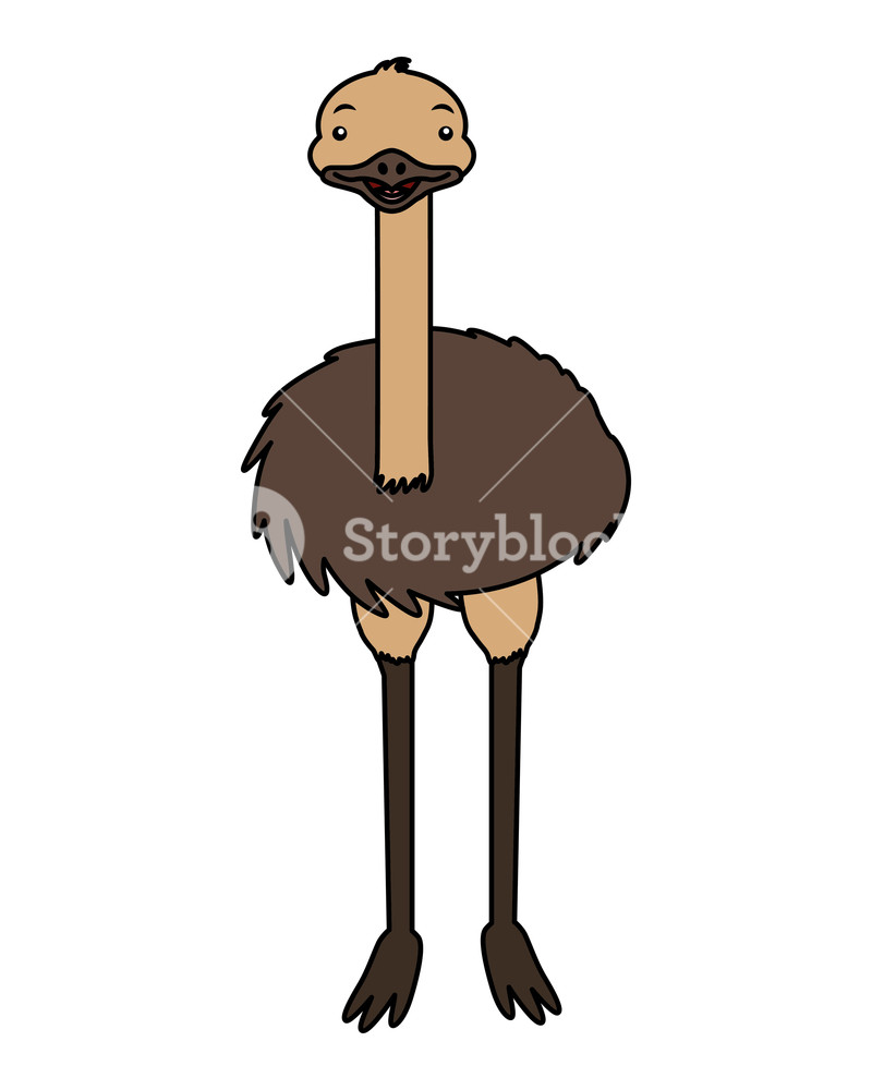 800x1000 Emu Fauna On White Background Vector Illustration Royalty Free