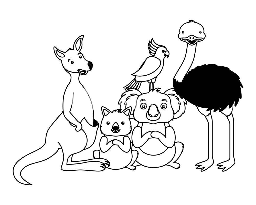 1000x800 Kangaroo Koala Wombat Cockatoo And Emu Vector Illustration Royalty
