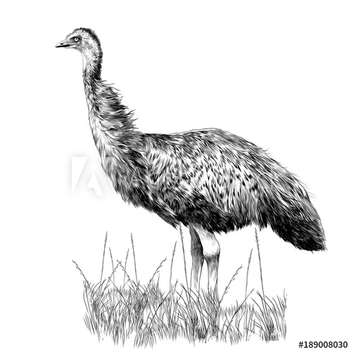 500x500 The Emu Stands In The Dry Grass Sketch Vector Graphics Monochrome