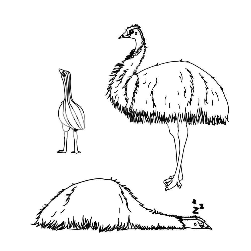 1000x1000 Vector Line Cartoon Animal Clip Art Ostrich Emu Bird Royalty Free