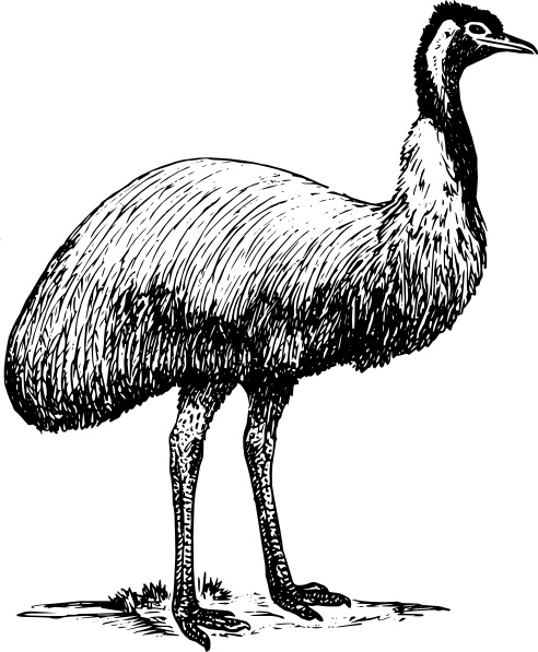 492x597 Emu Animal Bird Clip Art Free Vector In Open Office Drawing