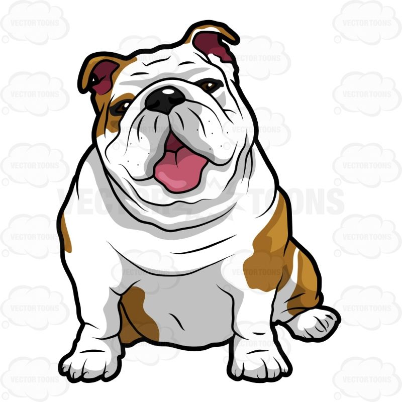 Wrinkly English Bulldog Sitting With Its Mouth Open Clip Art 800x800 Wrinkly English Bulldog Sitting With Its Mouth Open Clip Art