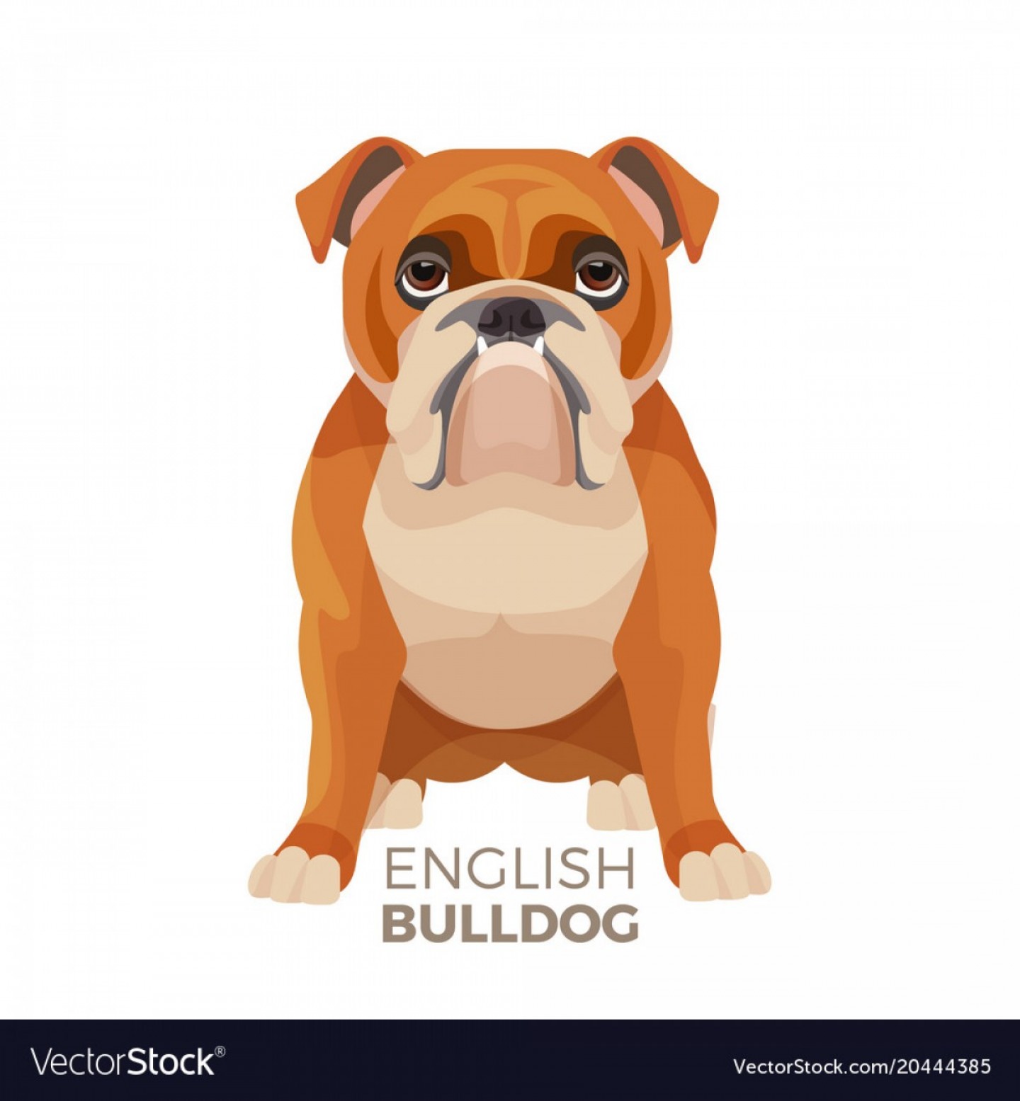 1440x1555 British Bulldog Medium Sized Breed English Vector Geekchicpro