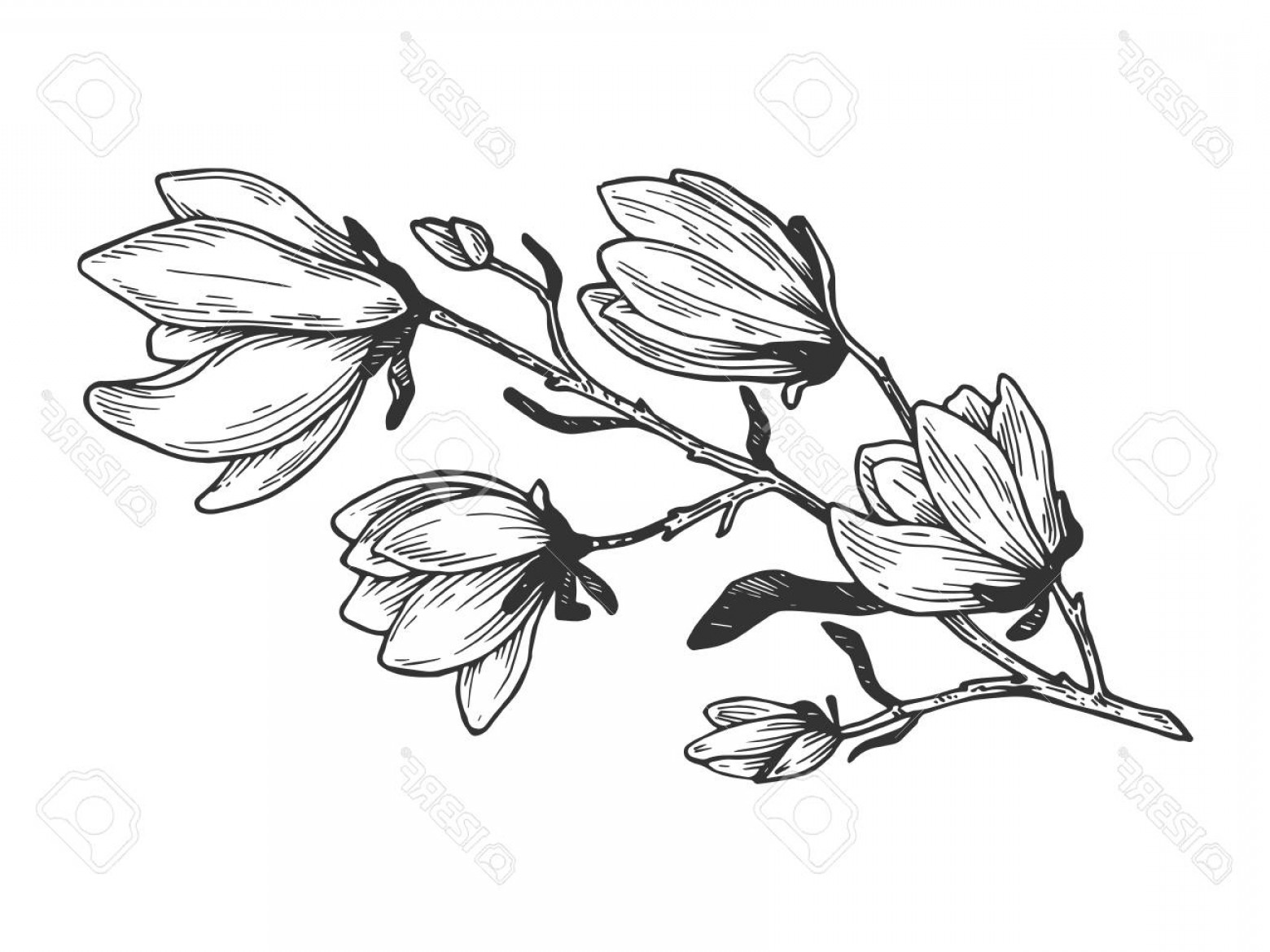 1560x1170 Photostock Illustration Magnolia Branch Engraving Vector