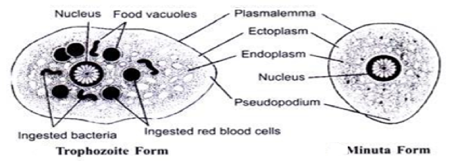 Entamoeba Histolytica Vector at Vectorified.com | Collection of ...