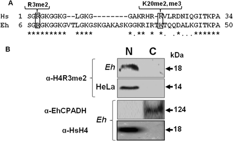 472x287 Entamoeba Histolytica Protein Arginine Transferase Methylates