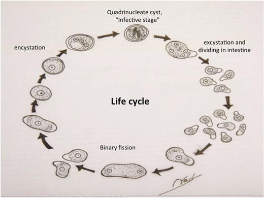 520x390 Entamoeba Histolytica An Overview Springerlink