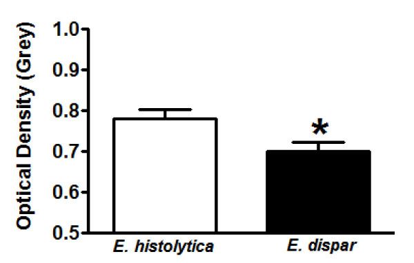 600x382 Entamoeba Histolytica And E Dispar Trophozoites In The Liver