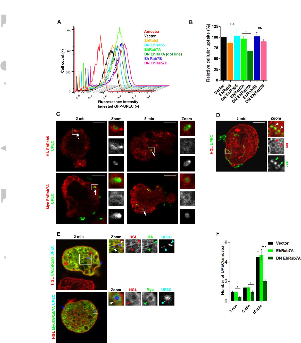 1168x1328 Figure From Role Of In Phagocytosis Of Type Fimbriated