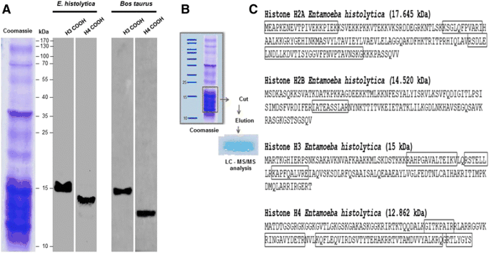 685x355 Identification Of Repressive And Active Epigenetic Marks