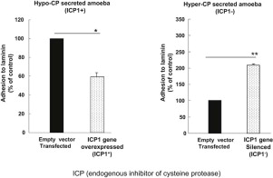 Modulation Of Endogenous Cysteine Protease Inhibitor 301x196 Modulation Of Endogenous Cysteine Protease Inhibitor