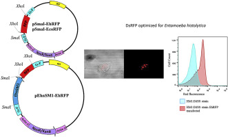 331x200 Red Fluorescent Protein