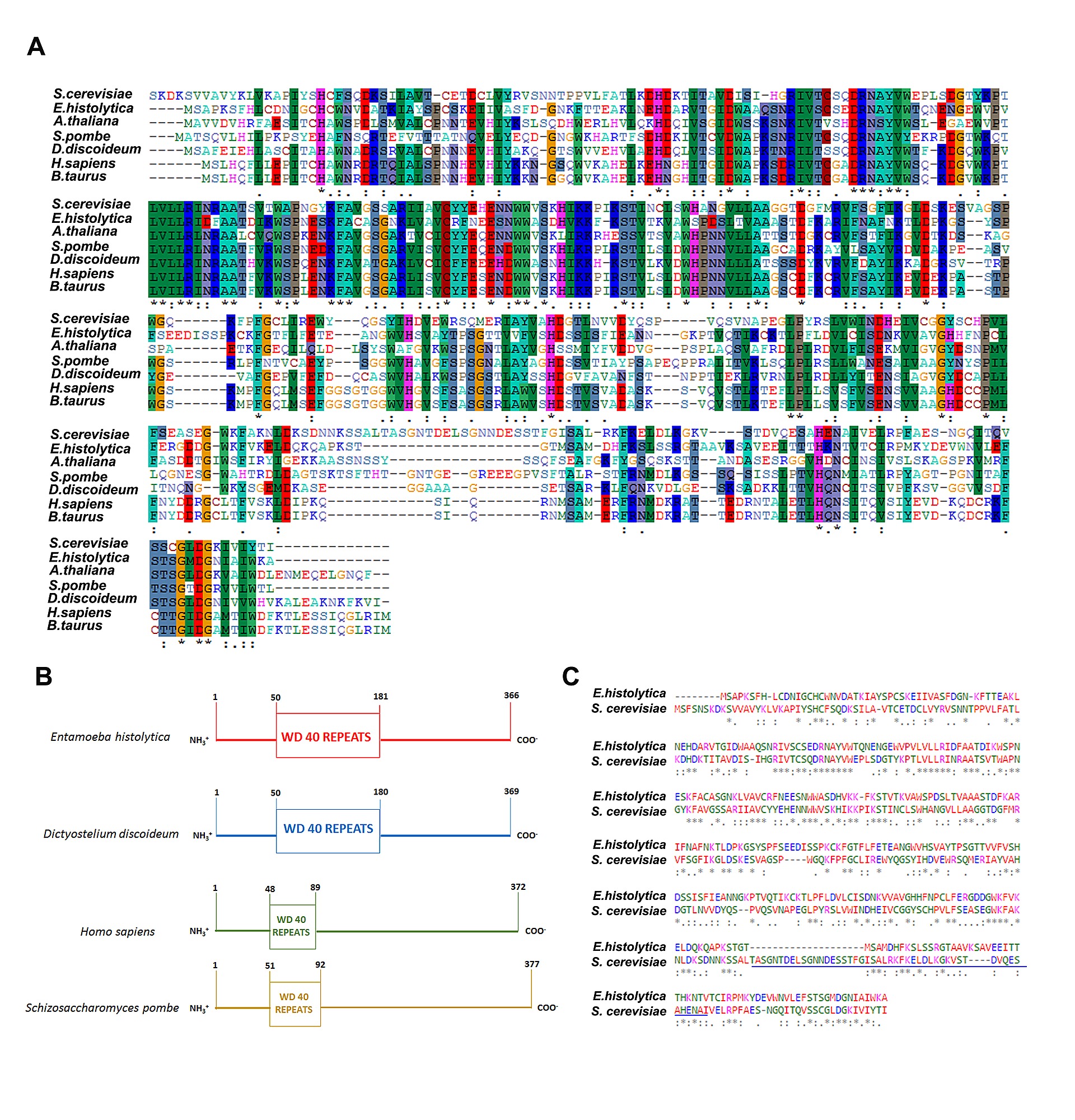 1920x2000 The Entamoeba Histolytica, Complex Is Recruited