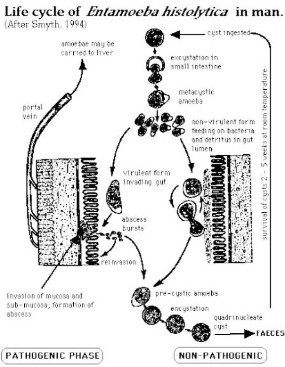 Entamoeba Histolytica Sketchy Micro 4695