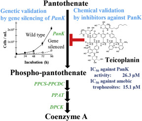 288x245 Characterization And Validation Of Entamoeba Histolytica