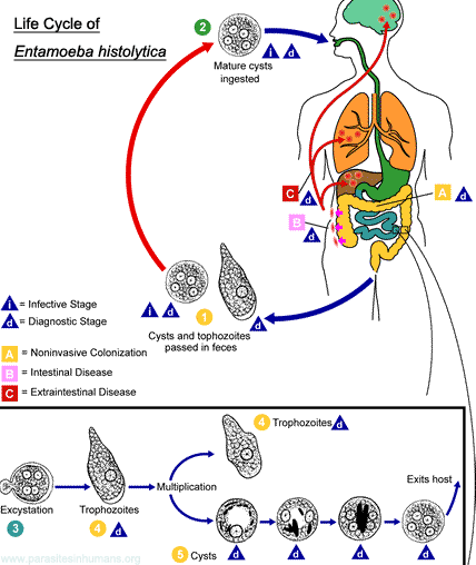 428x508 Entamoeba Histolytica