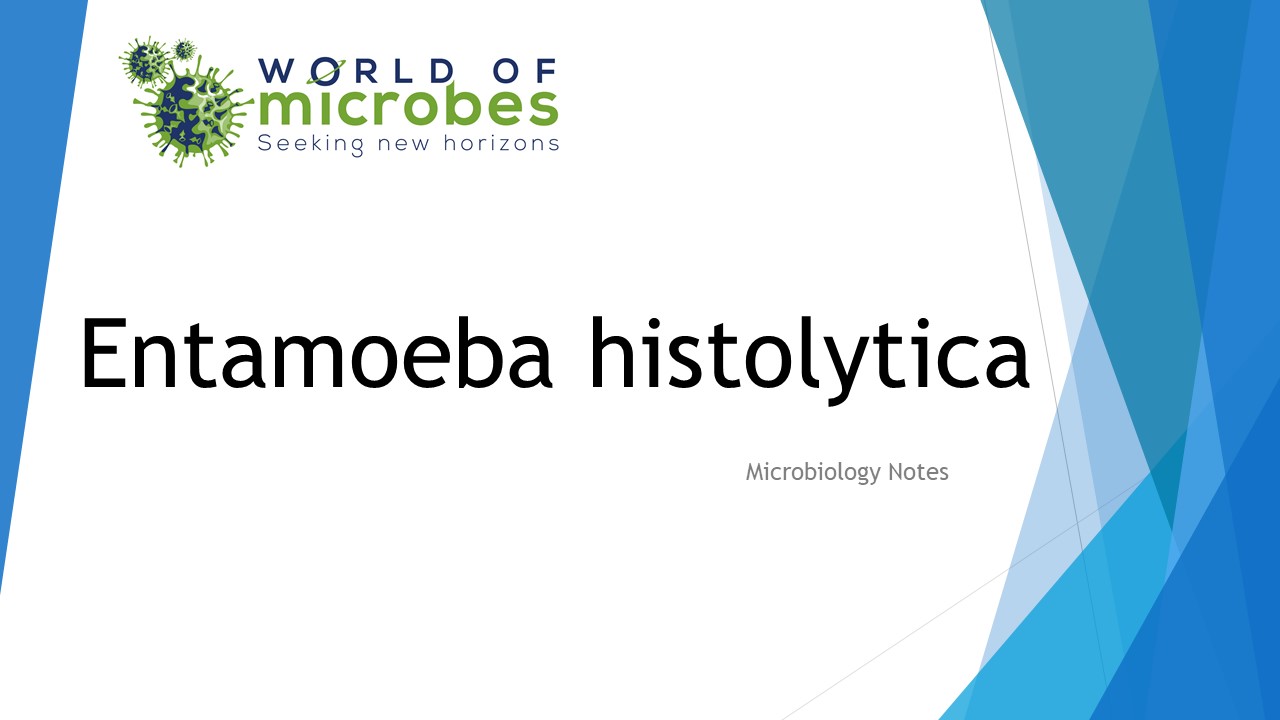 1280x720 Entamoeba Histolytica