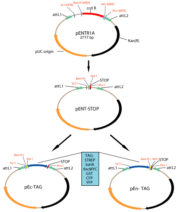 600x712 Gateway Entry Vector Design Schematic Drawing Of The Cloning