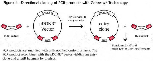 650x259 Gateway Vector