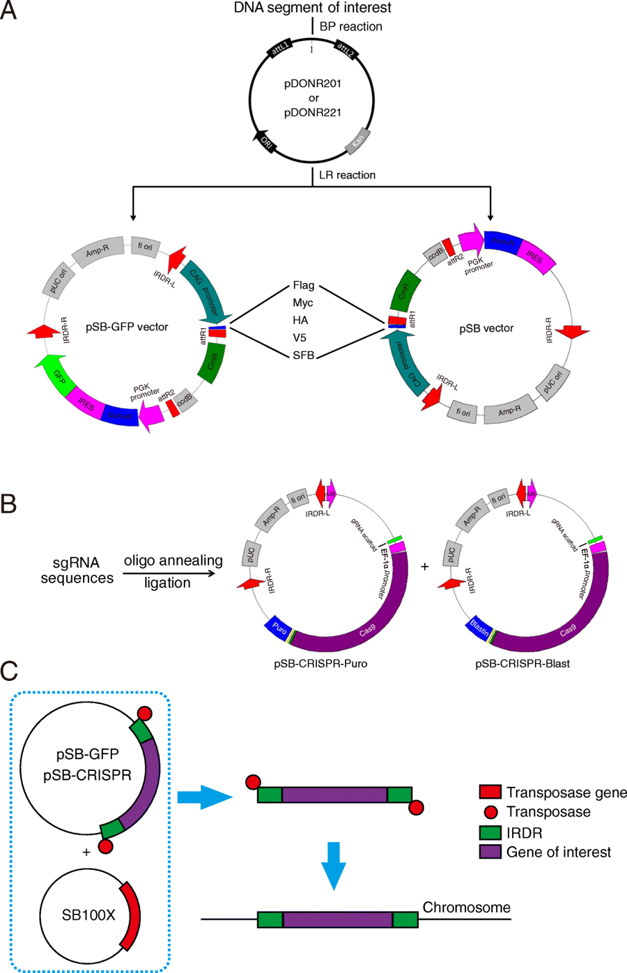 900x1396 High Performance Gene Expression And Knockout Tools Using Sleeping
