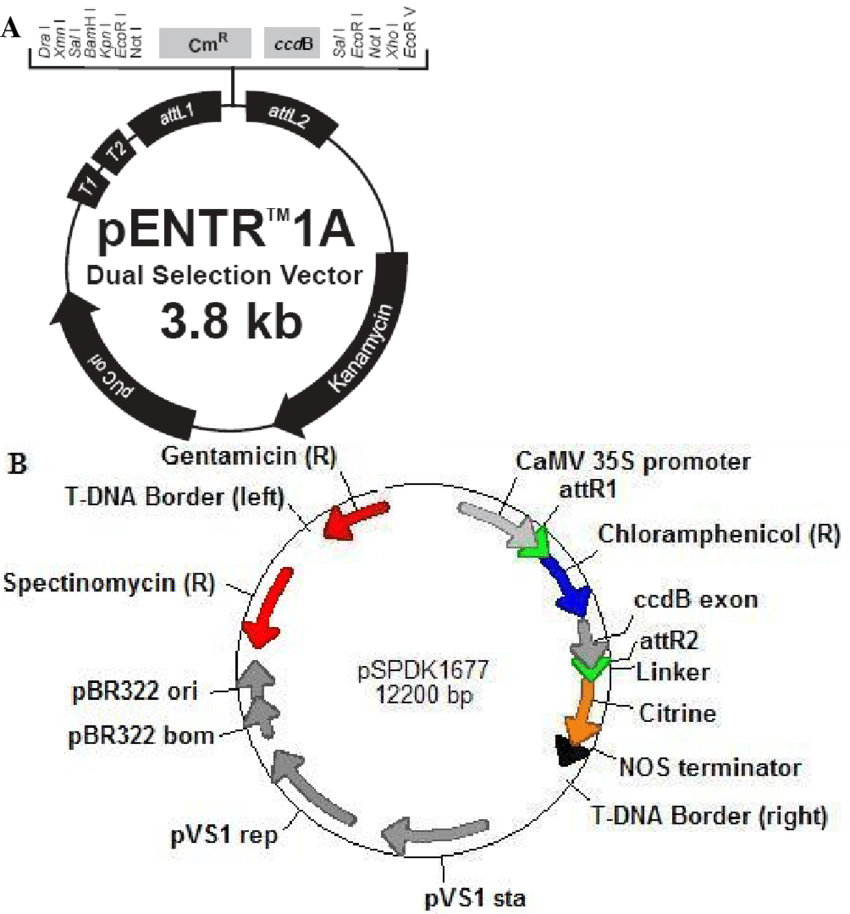 850x914 Maps Of The Pentr Entry Vector