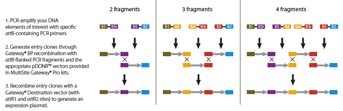 700x227 Multisite Gateway Technology Thermo Fisher Scientific