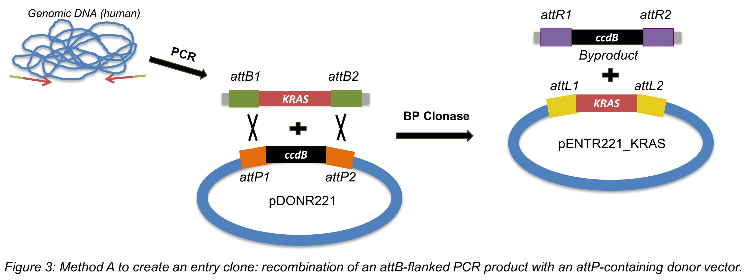 macvector recombination