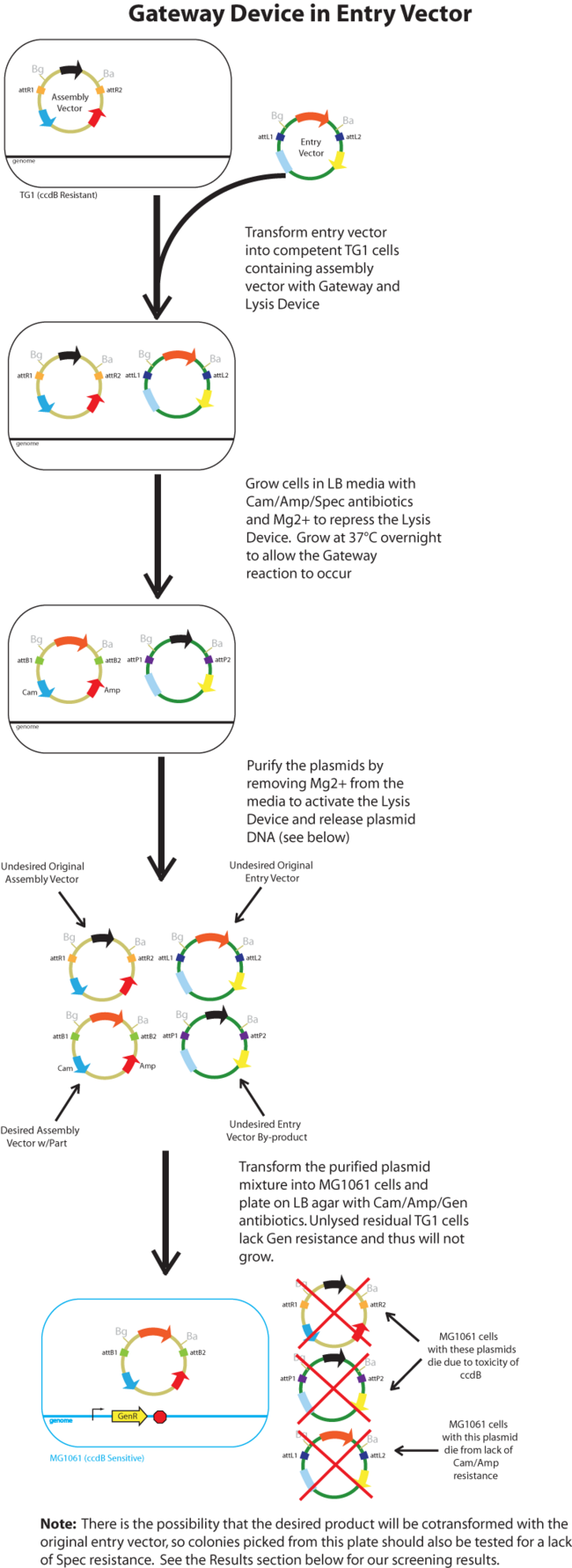 650x1782 Teamuc Berkeleygatewayplasmid