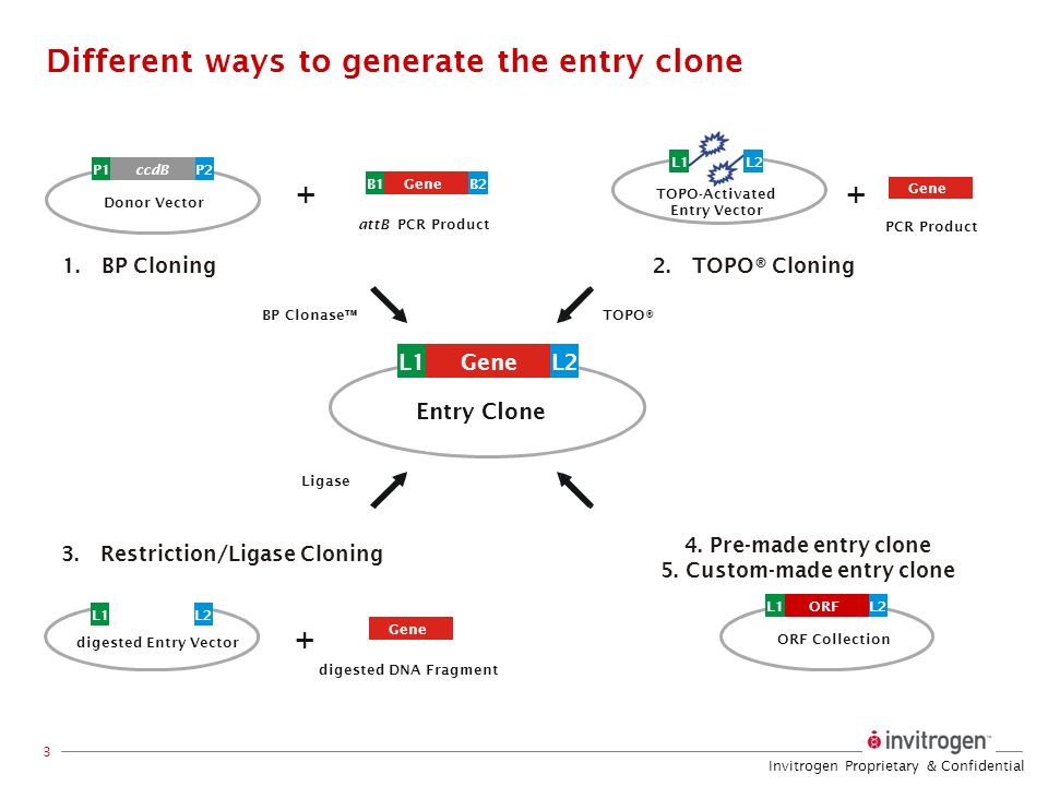 960x720 The Cloning System