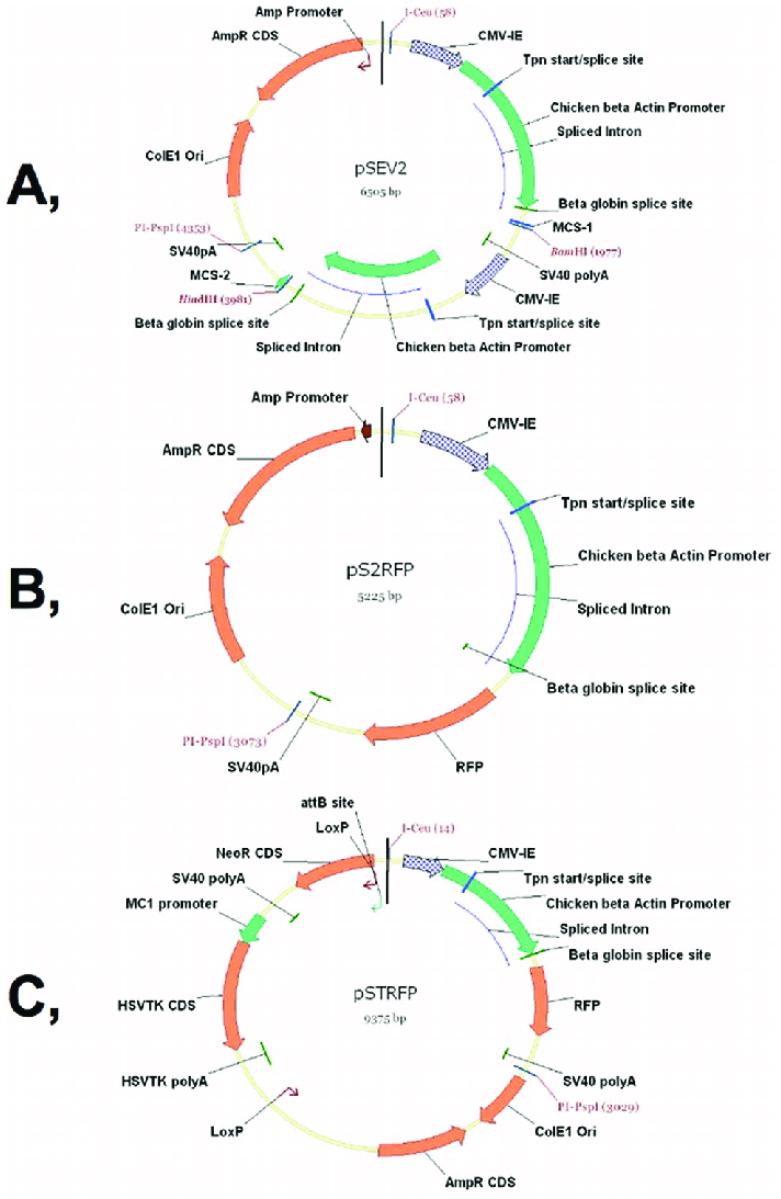 712x1093 The Assembly Of The Pstrfp Plasmid